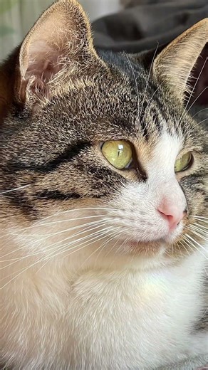 最近の福ちゃんの写真集見て。#cat #猫のいる暮らし #ぶさかわ