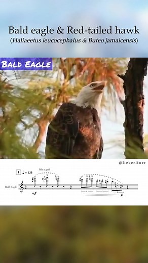 Bald Eagle vs. Red-Tailed Hawk: Who Calls Better?