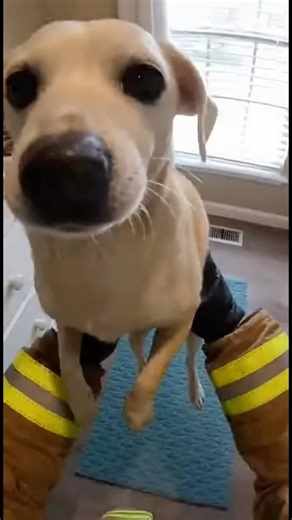 Firefighter saves cute dog🥺🥺❤️ #fire #news #rescue #cute #dog #emergency