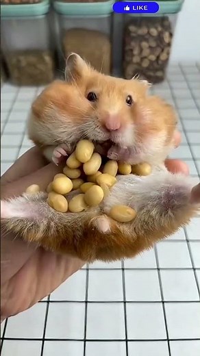 5 Amazing Hamster Facts You Didn't Know! 🐹 Tiny Pet, Big Surprises! #shorts