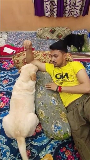 Try To Adjust With Honey Part 2 😬.. #dog #labrador #pets #shorts #ytshorts