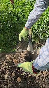 How to take a soil sample correctly #plants #agriculture