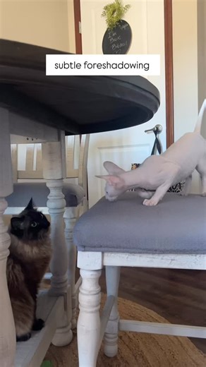 Crazy boys 🙄 • #ragdollkittens #browncat #ragdoll #catlovers #ragdollkitten #ragdollcat #cats #kittens #minkragdoll #catsofinstagram #funnycat #badcat #catmemes #funnycatvideo | Teddy the Mink Ragdoll