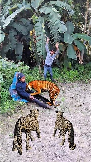 Tiger eating a man two leopard attack the tiger 😱😱 #foryou #shortsfeed #animals #tiger