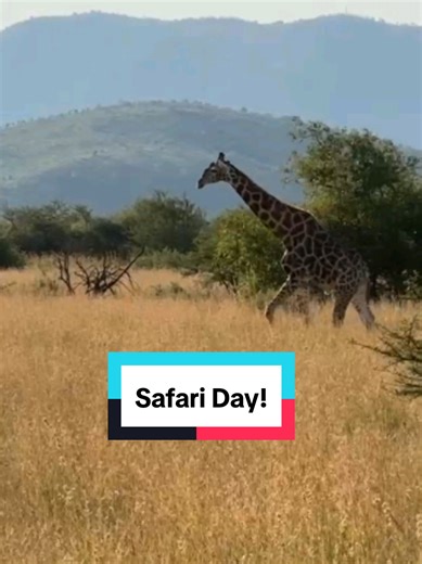 Understanding Your Pets' Natural Instincts