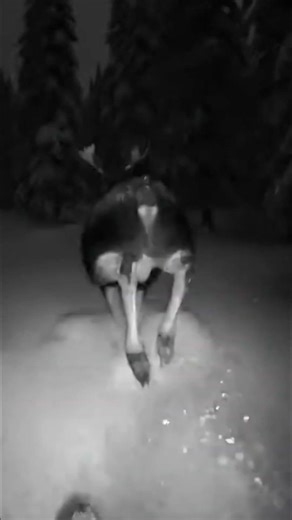 POV: Wolf Pack Hunting A Massive Moose! 🐺🌿 #Shorts