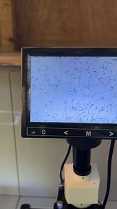 Semen Available‼️ DanBred F1 x Jersey Red Duroc 🐷💚 #DanBred #fblifestyles #fblifestyle | Cedie’s Farm