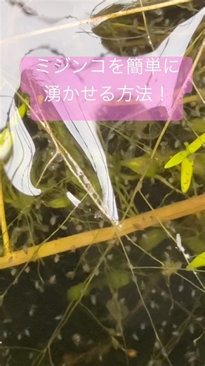 ミジンコを簡単に湧かせる方法をご紹介！#アクアリウム #メダカ #ミジンコ #aquarium #微生物