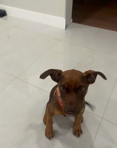 Miami Animal Rescue on Reels