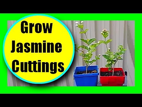 Propagate Jasmine Cuttings Fast With Aloe Vera Gel Without Rooting Hormone