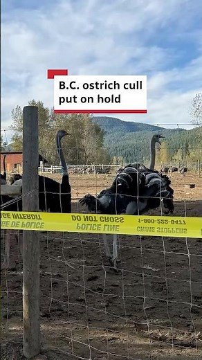B.C. ostrich cull put on hold