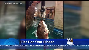 Eat what you catch: There's a new restaurant that lets you fish for your dinner. | WBZ / CBS News Boston