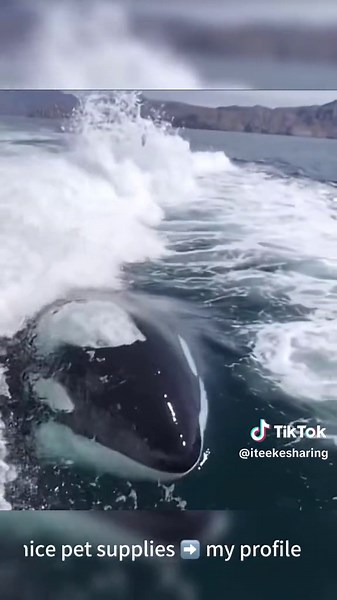 Experience the Majesty of the Colossal Whales in Nature
