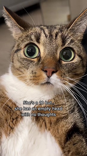 Cute Cat with Big Eyes: A 10 to Me