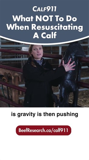 Do not hang calves #calf911 #beefcattle