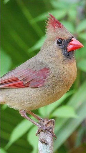 You See This Red Bird Everywhere… But You Miss This