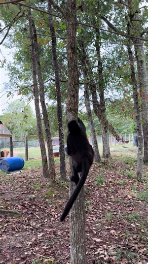 Spidermonkey Rooster was stunned when he missed his jump 😂 | Spider Monkey