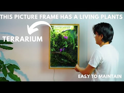 i made a terrarium in a picture frame (shadow box) diy living wall