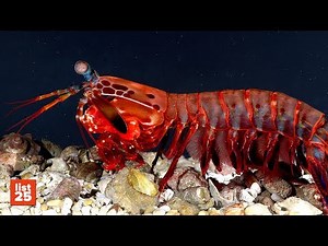 25 MIND BLOWING Animal Superpowers That Are Actually Real