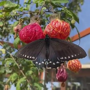 1.8K views · 156 reactions | Looking forward to spring and reopening our free flight house  | Butterfly Farms | Facebook