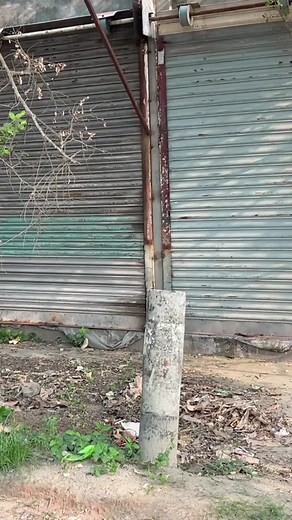 Outdoor Adventures with a Dog: Fun Clips to Enjoy