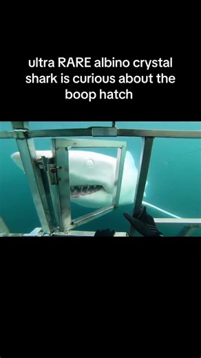 but its a rare example of an albino the locals call it crystal shark do not approach if you ever