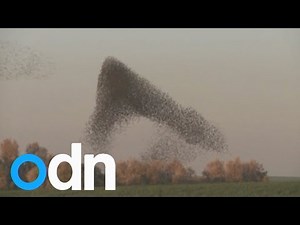 Massive 'murmuration' of starlings in Israel's skies