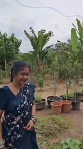 passion fruits harvesting cutting #passionfruit #mygarden #organicfarming #shorts #viralvideochallenge | mahr sowji gard ening and vlogs