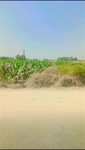 imatz (@imtaz280)’s videos with original sound - Sewa___Khan