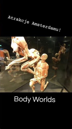 BODY WORLDS Museum in Amsterdam! Attractions in the Netherlands