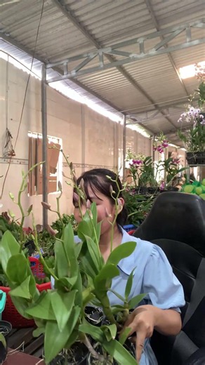 (Tham Khảo Mặt Hoa ) Hotline:090.317.7978 ☎️☎️