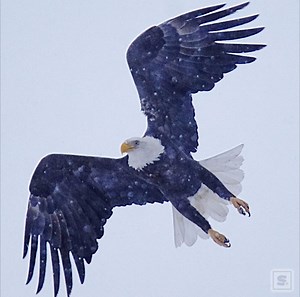 The largest winter roost of bald eagles in New York state can be seen near Onondaga Lake, with 46 birds spotted this past weekend. Here's how to watch them: https://trib.al/iC1oYvT | syracuse.com