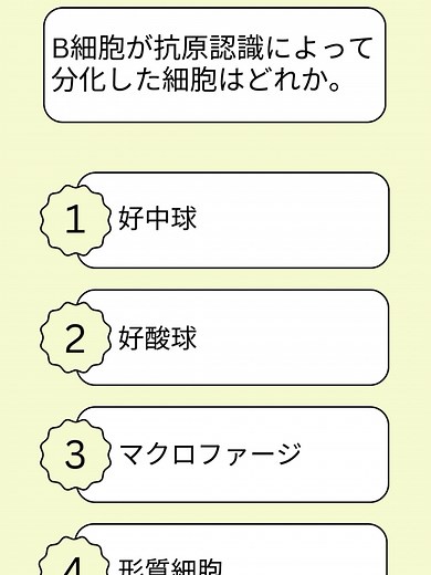 B細胞の抗原認識と細胞分化について