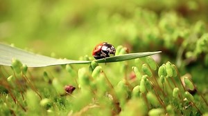 Close-up Wildlife Ladybug Green Grass Forest Stock Footage Video (100% Royalty-free) 1053114467 | Shutterstock