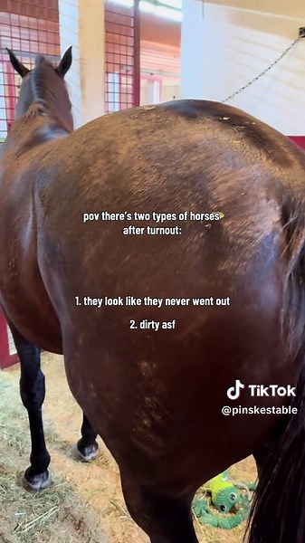 Horse Behavior After Turnout: Two Types