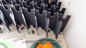 28 reactions | Crickets Cultivation: Farmer shares details on breeding and harvesting techniques The practice of cricket farming is gaining traction in Kenya, with more individuals exploring alternative food sources. Dennis Waweru, a farmer at Insecti-pro, offers insights into the detailed process of raising these insects, from egg-laying to the final harvest for consumption. | CGTN Africa | Facebook