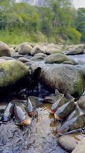 Stuck file🐟🐟 | Jacovtv