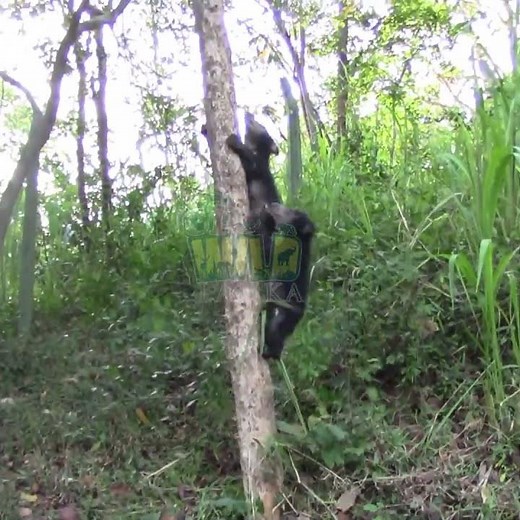 Adorable Bear Cubs Playing Together 🐻❤️ | Sloth bear | Baby bear | Wildlife | Animals #bear