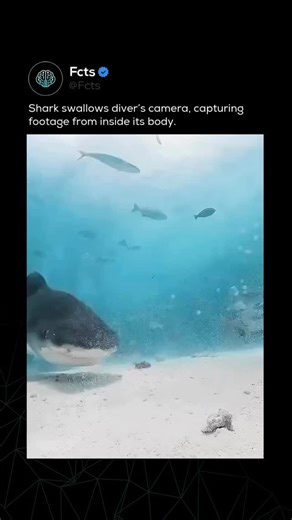 Facts & News 🧠 on Instagram: "Follow (us) @fcts for quick, accurate, and fascinating facts everyday. A shark once swallowed a diver’s GoPro camera, which kept recording from inside its body. The footage captured a rare view of the shark’s throat and digestive tract, offering a unique glimpse into its internal anatomy. Remarkably, the camera was later recovered intact, making the incident both a viral moment and an unexpected scientific curiosity."