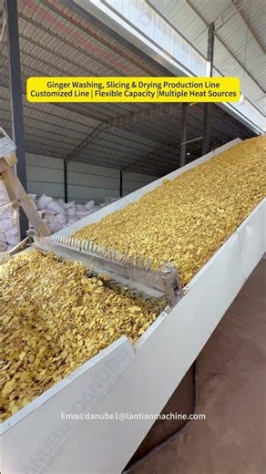 Ginger Drying Processing Line #ginger #dryingmachine #dryermachine #driedginger