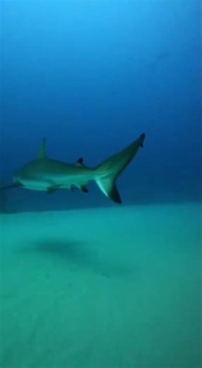 Deep Sea Secrets You Won't Believe! 🌊 #Shorts #Ocean #Mystery ☼ 💯