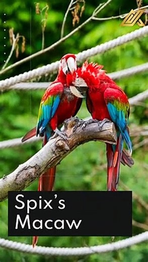 19 Types Of Macaws
