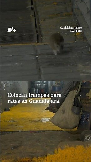 Colocan trampas para ratas en Guadalajara