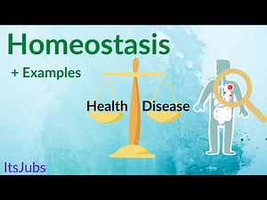 Homeostasis made EASY with examples