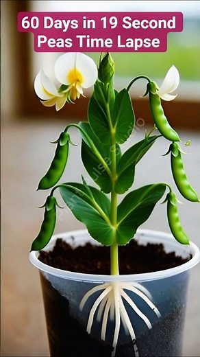 Growing Peas from Seed in a Pot - Time Lapse #plantgrowth #peas