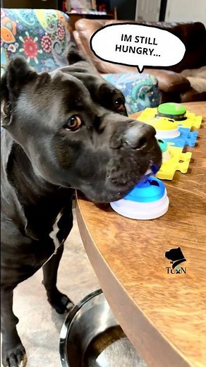 "I'm still hungry" "Mama" says talking Cane Corso dog. Real heart-melt moment (Tuxn Dog # 478) #pets