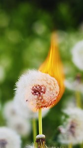 How to Get Rid of Goat's Beard in Your Lawn! #lawn #lawncare | Summit Lawns