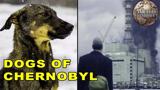 11K views · 106 reactions | Over 30 years after the Chernobyl disaster, hundreds of stray dogs live in and around the power plant. | Weird History | Facebook