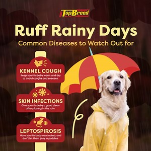 Don’t want your furbaby to feel ruff this rainy season? 🌧 Watch out for these common illnesses to make sure your furbaby won’t get them! Plus, give them extra protection and strengthen their immune system with TopB . 🐶 🛒 Get TopB now a store near you: tinyurl.com/TopBreed-StoreLocator 🐾 Join our Community Group: https://tinyurl.com/TopBreedPawPals #AllBreedTopBreed | TopBreed