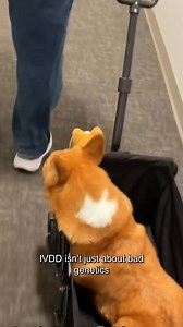 Honestly, I'm nervous about sharing this story. But if IVDD or watching your dog drag their back legs in screaming pain is ruining your life, you deserve to know what I discovered. My reality for the past 8 months has been absolute hell — sleepless nights listening for Castro cries, $20,000 in emergency surgeries, watching my Corgi's legs give out without warning. Normal walks became impossible. Letting him jump on the couch was off-limits. Even petting him turned into a nightmare of checking fo
